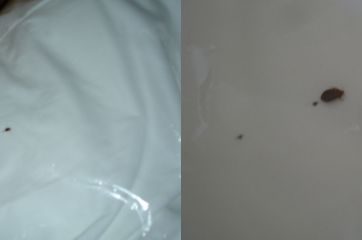 Two pictures of the bugs found by our reader in her mattress pad from Sleepy's